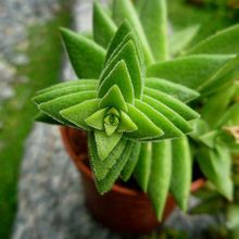 Una foto de Crassula capitella ssp. thyrsiflora 