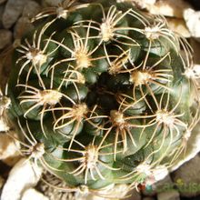Una foto de Gymnocalycium calochlorum