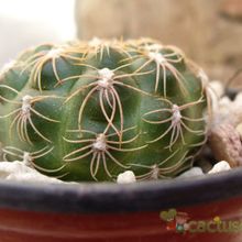 Una foto de Gymnocalycium calochlorum