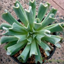 Una foto de Echeveria runyonii cv. Topsy turvy 