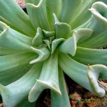Una foto de Echeveria runyonii cv. Topsy turvy 
