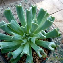 Una foto de Echeveria runyonii cv. Topsy turvy 