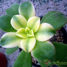 Una foto de Aeonium haworthii cv kiwi