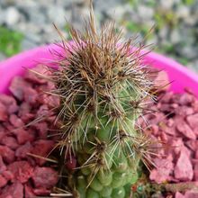 A photo of Cleistocactus smaragdiflorus