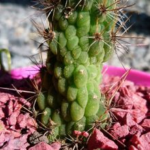 A photo of Cleistocactus smaragdiflorus