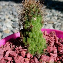 A photo of Cleistocactus smaragdiflorus