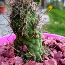 A photo of Cleistocactus smaragdiflorus