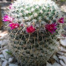 A photo of Mammillaria albilanata ssp. oaxacana