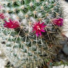 A photo of Mammillaria albilanata ssp. oaxacana