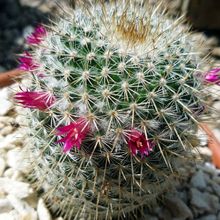 A photo of Mammillaria albilanata ssp. oaxacana