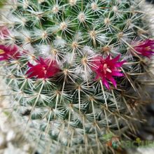 A photo of Mammillaria albilanata ssp. oaxacana