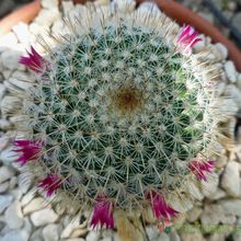 A photo of Mammillaria albilanata ssp. oaxacana