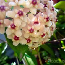 A photo of Hoya carnosa var. carnosa