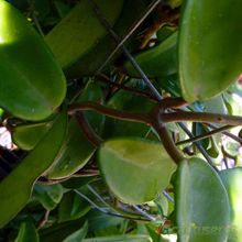 A photo of Hoya carnosa var. carnosa