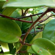 A photo of Hoya carnosa var. carnosa