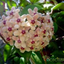 A photo of Hoya carnosa var. carnosa