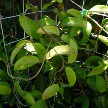 A photo of Hoya carnosa var. carnosa