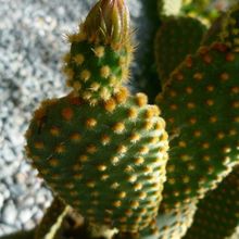 A photo of Opuntia microdasys subsp. microdasys