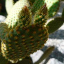 A photo of Opuntia microdasys subsp. microdasys