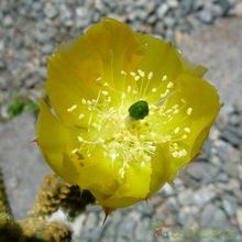 A photo of Opuntia microdasys subsp. microdasys