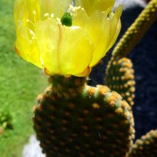 A photo of Opuntia microdasys subsp. microdasys