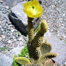 A photo of Opuntia microdasys subsp. microdasys