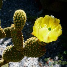 A photo of Opuntia microdasys subsp. microdasys