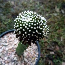 A photo of Mammillaria luethyi