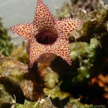A photo of Stapelianthus decaryi