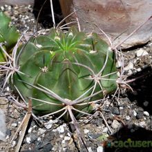 Una foto de Echinopsis ferox