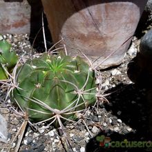 Una foto de Echinopsis ferox