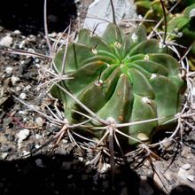 Una foto de Echinopsis ferox