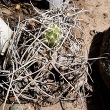 A photo of Cumulopuntia recurvata