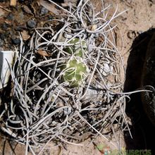 A photo of Cumulopuntia recurvata