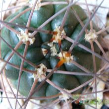 Una foto de Gymnocalycium hossei