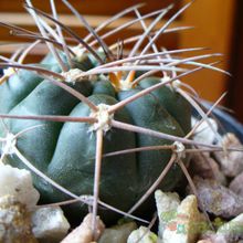 Una foto de Gymnocalycium hossei