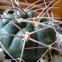 Una foto de Gymnocalycium hossei