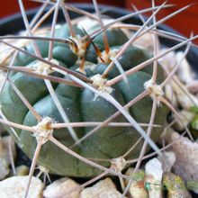 Una foto de Gymnocalycium hossei
