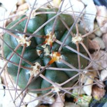 Una foto de Gymnocalycium hossei