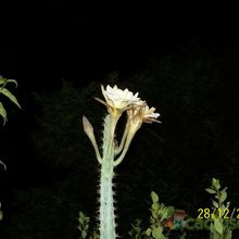 A photo of Cereus aethiops