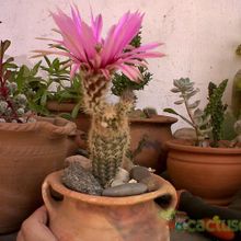 Una foto de Echinocereus chisoensis