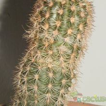 Una foto de Echinocereus chisoensis