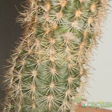 Una foto de Echinocereus chisoensis