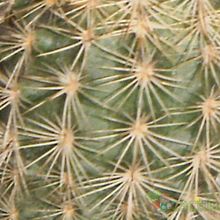 Una foto de Echinocereus chisoensis