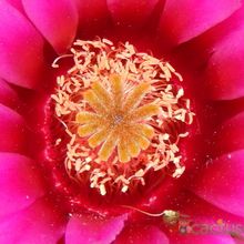 Una foto de Echinocereus chisoensis