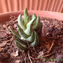 Una foto de Haworthia coarctata