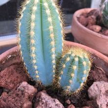 Una foto de Pilosocereus azulensis