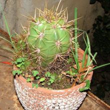 Una foto de Echinopsis atacamensis ssp. pasacana