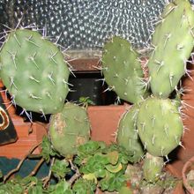 Una foto de Opuntia sulphurea