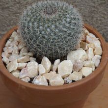 A photo of Mammillaria hahniana
